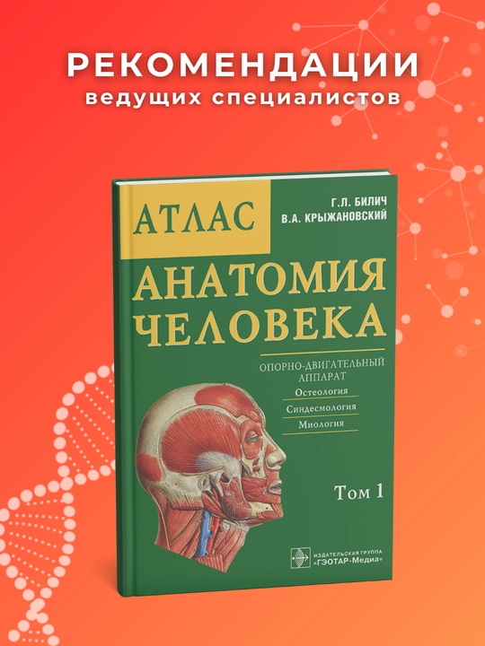 Атлас Анатомии Человека Билич 1 том