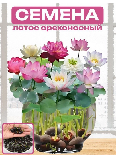 Семена цветка Лотоса Орехоносный, водное растение, 5, 10, 15, 20, 25, 30 шт - 