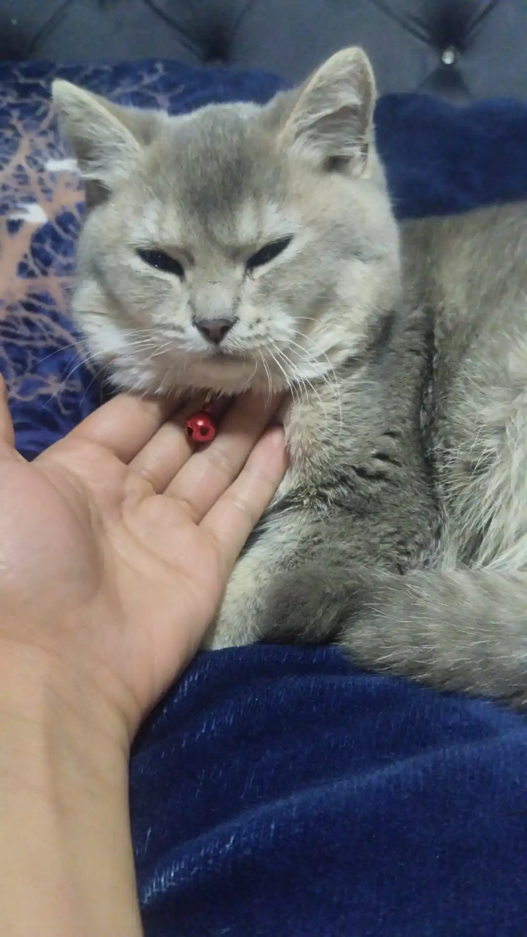 Mushuklar va itlar uchun yoqalar, qo'ng'iroqli kichik zotlar uchun