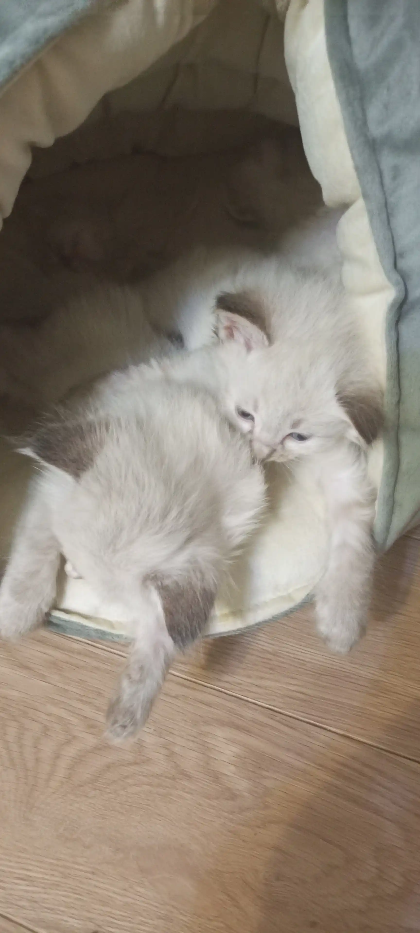 Лежанка-домик для кошек, 40 * 40 см