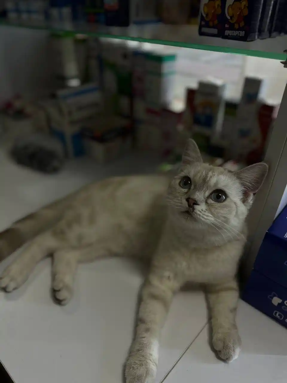 Shirinlik mushuklar uchun Pet Snacks, 60 dona korobkada