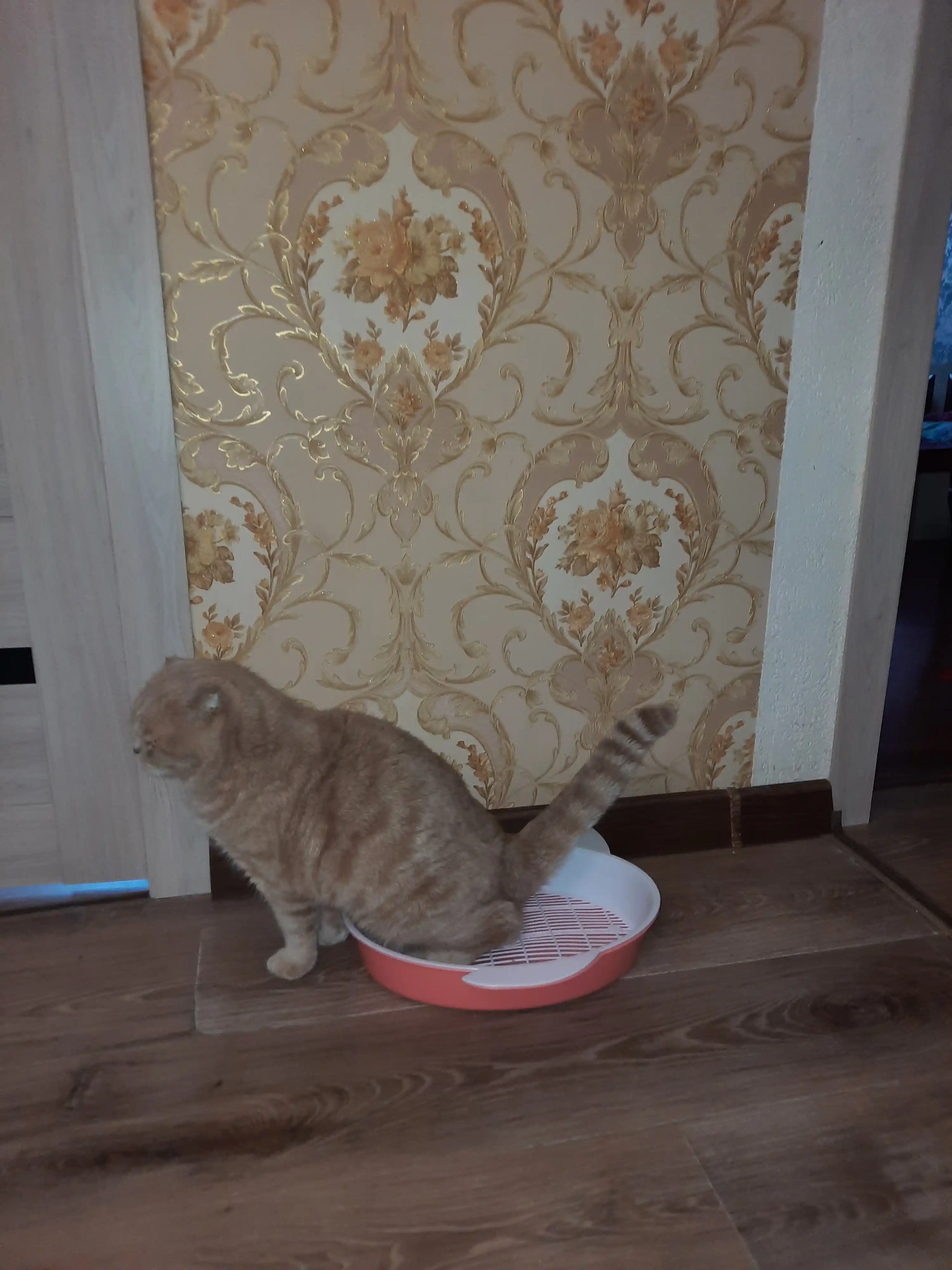 Лоток для кошек и котят