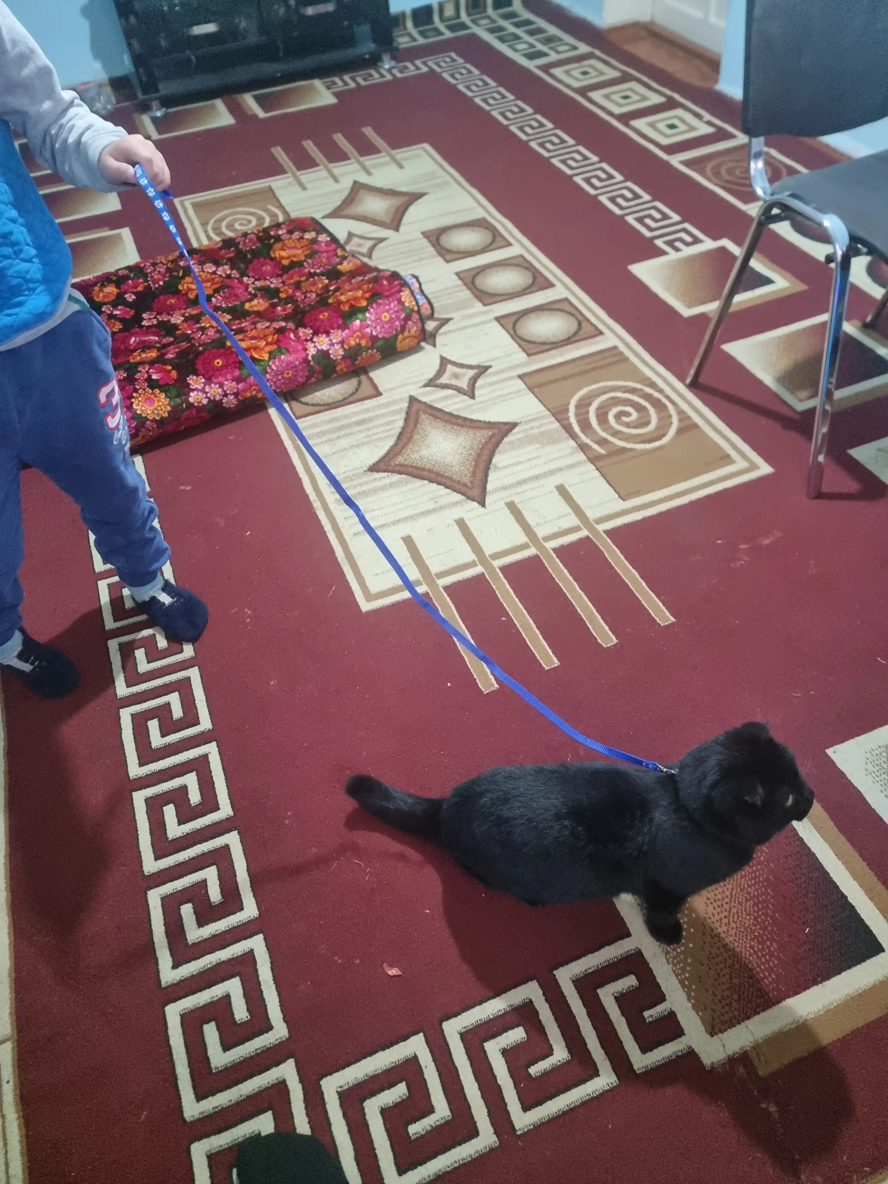 Mushuklar va itlar uchun yoqalar arqoni bilan, qo'ng'iroqli kichik zotlar uchun