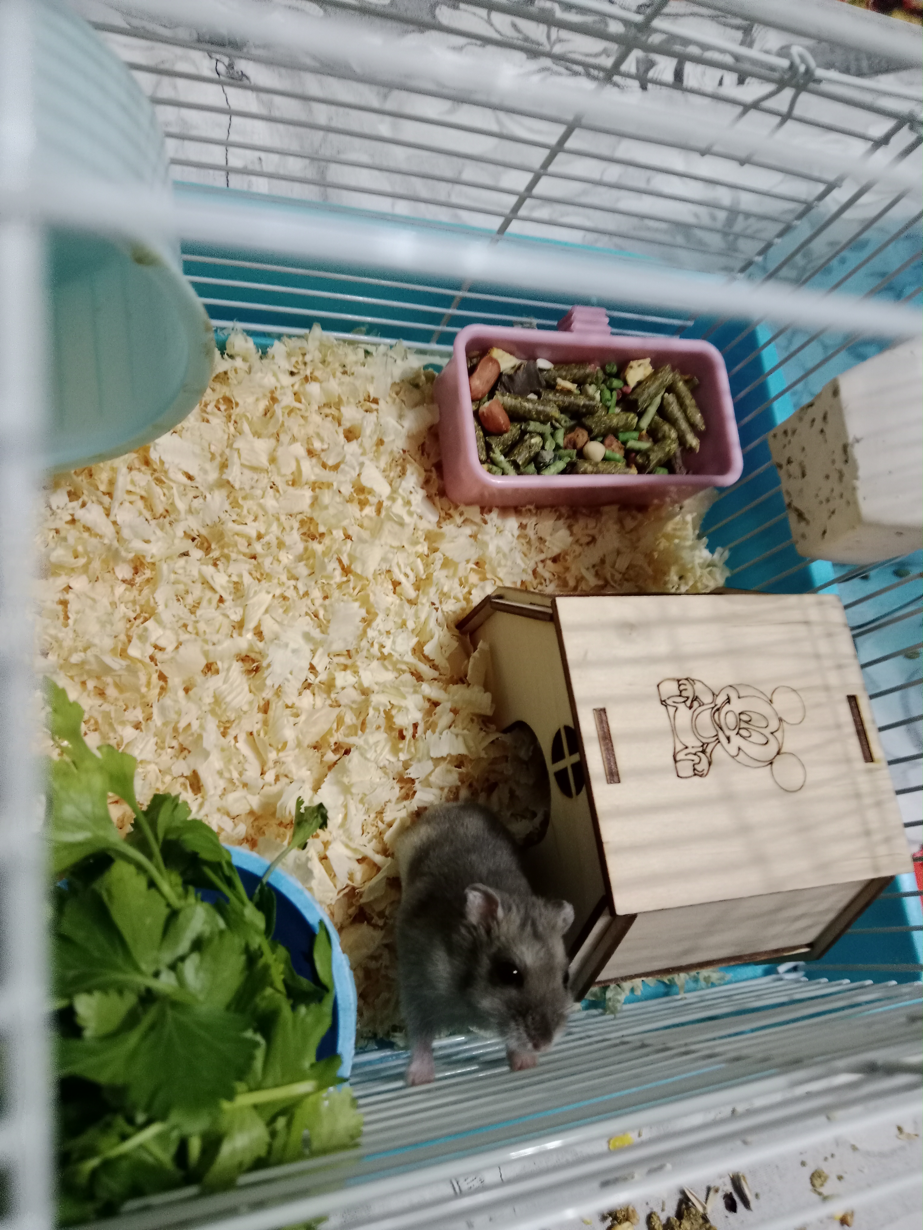 Jungar hamster uyi