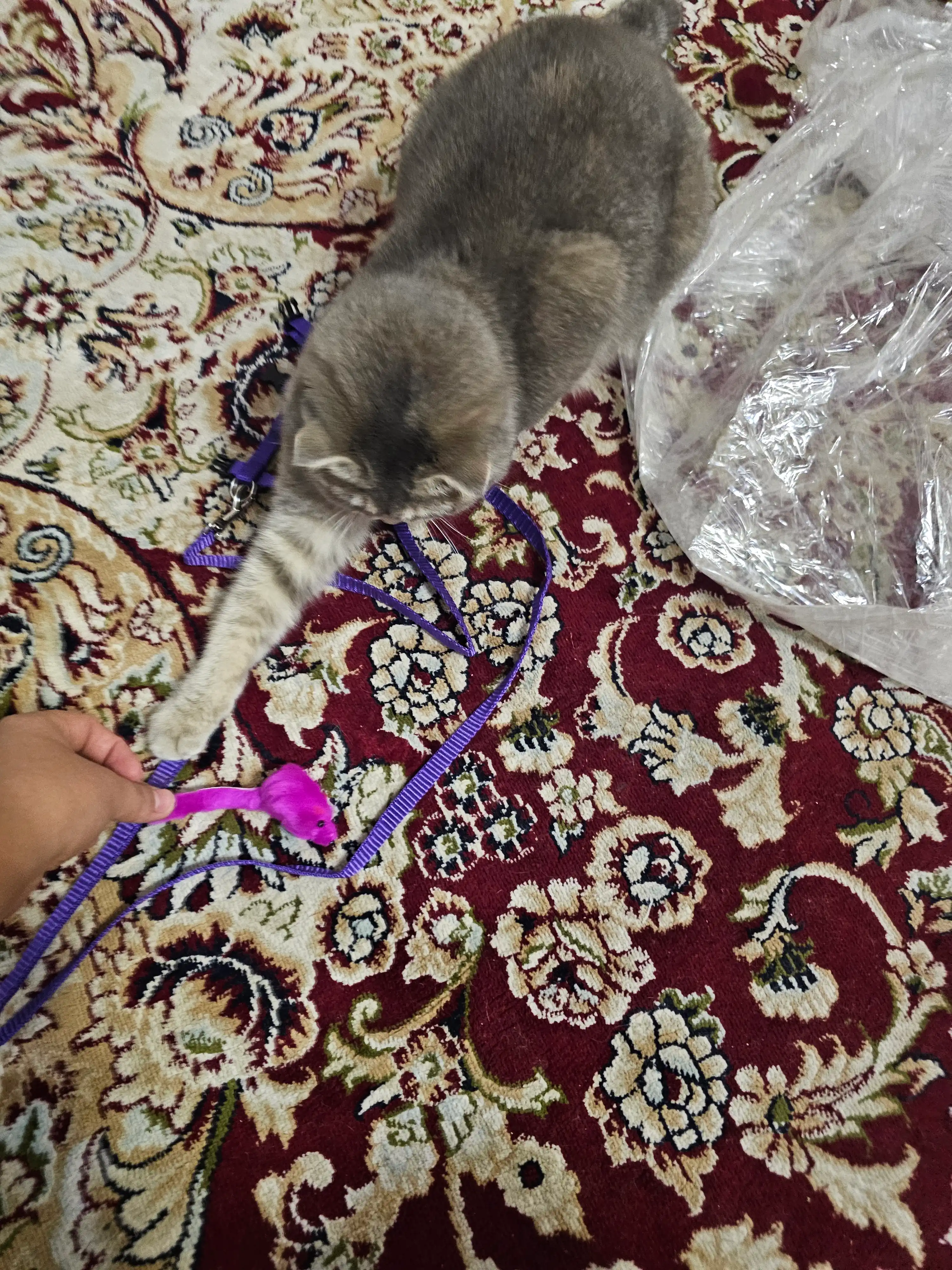 Шлейка для кошек, мышка в подарок