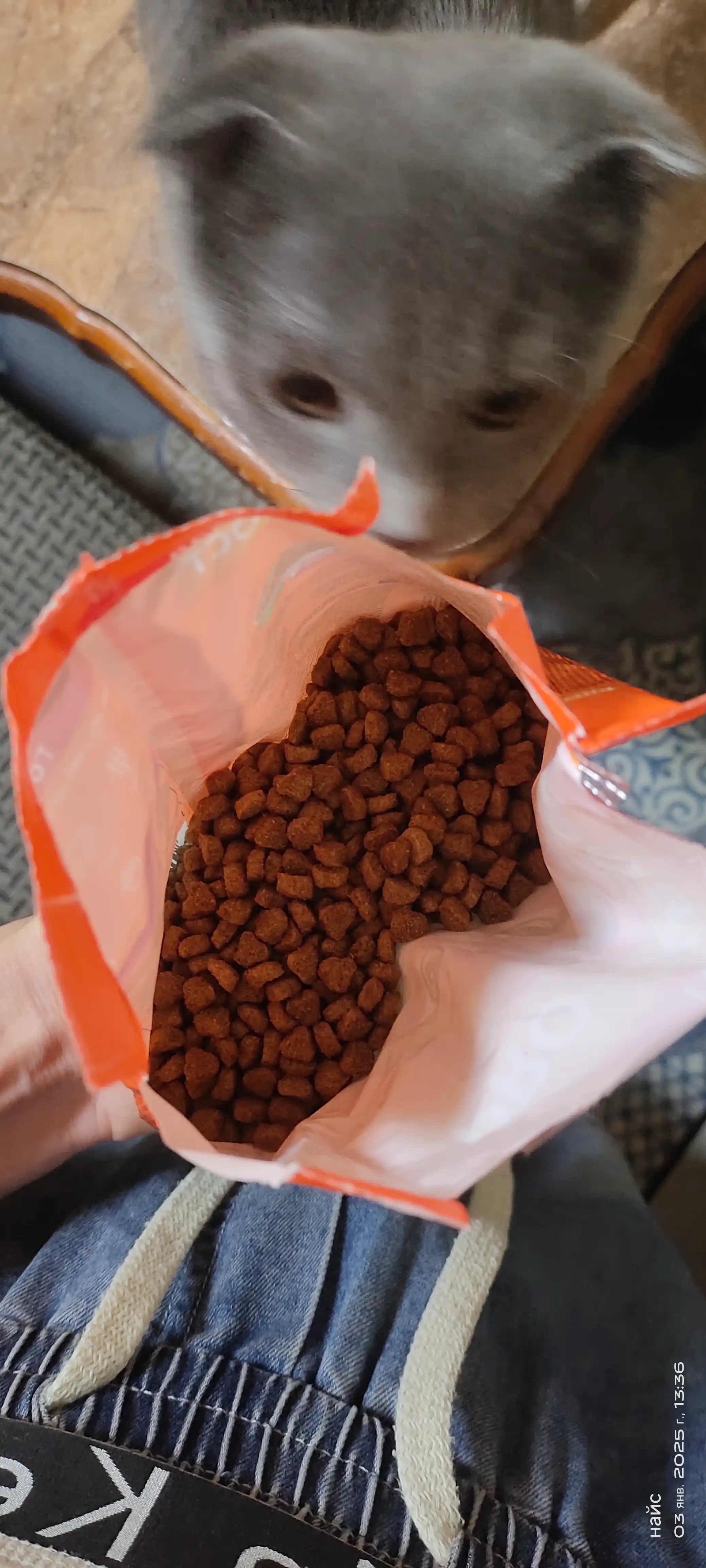 ProXвост mushuklar uchun quruq yem mol go'shti, 350 gr