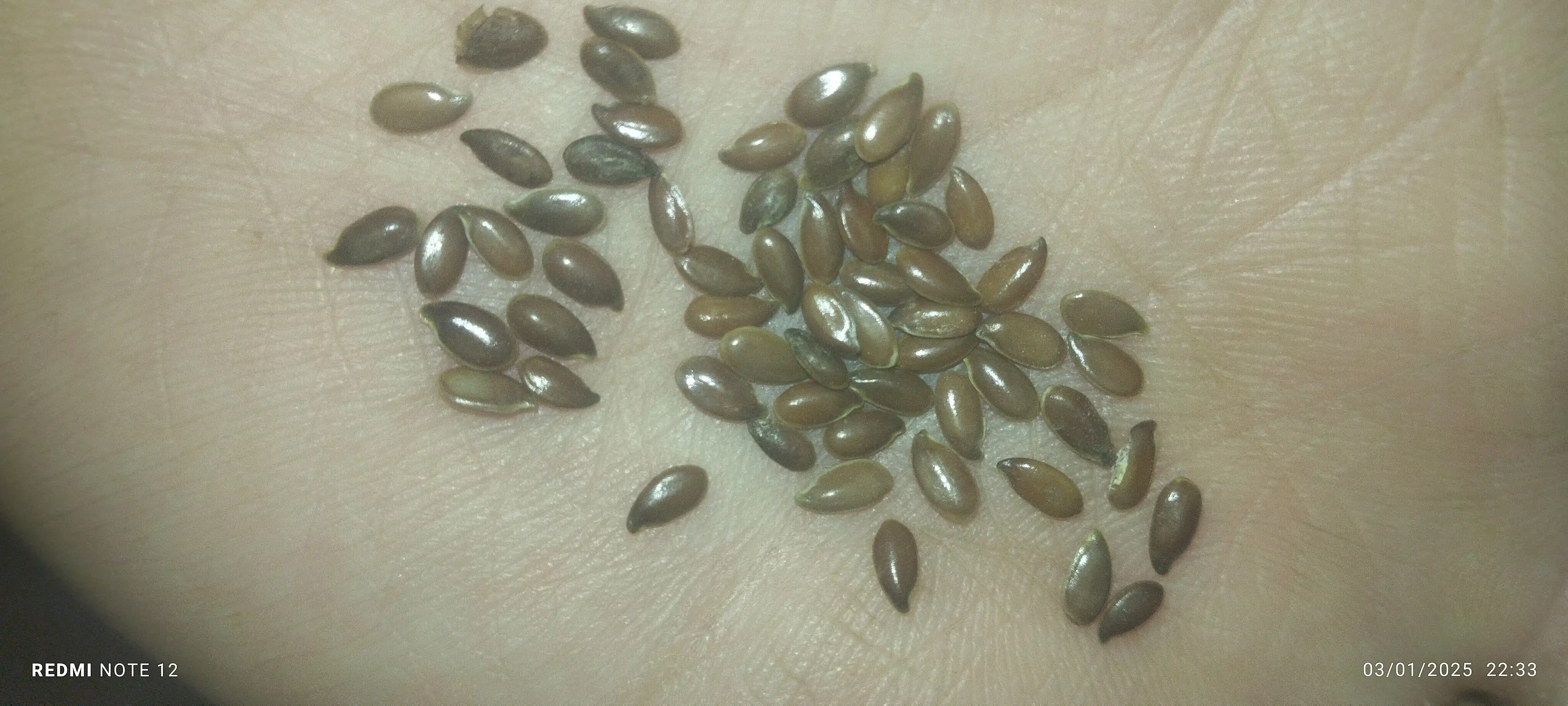 Zig‘ir urug‘i "qarsildoq" 300 g, manba Omega 3