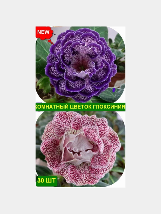 Gloxinia urug'lari, 50 dona