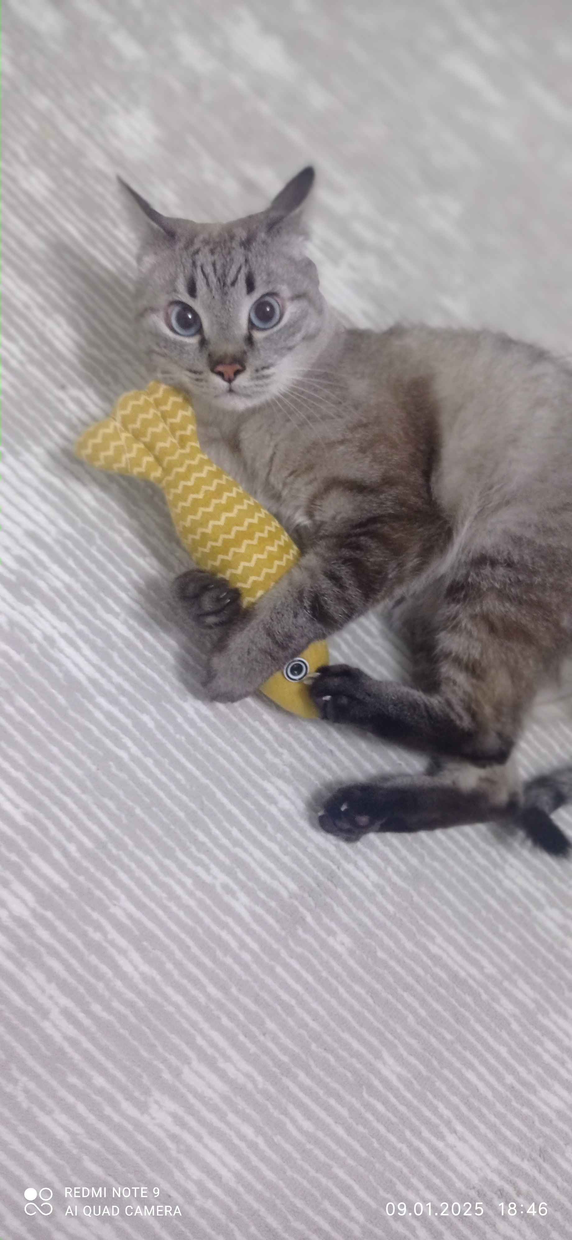 Paypoq va poshnali jojalar