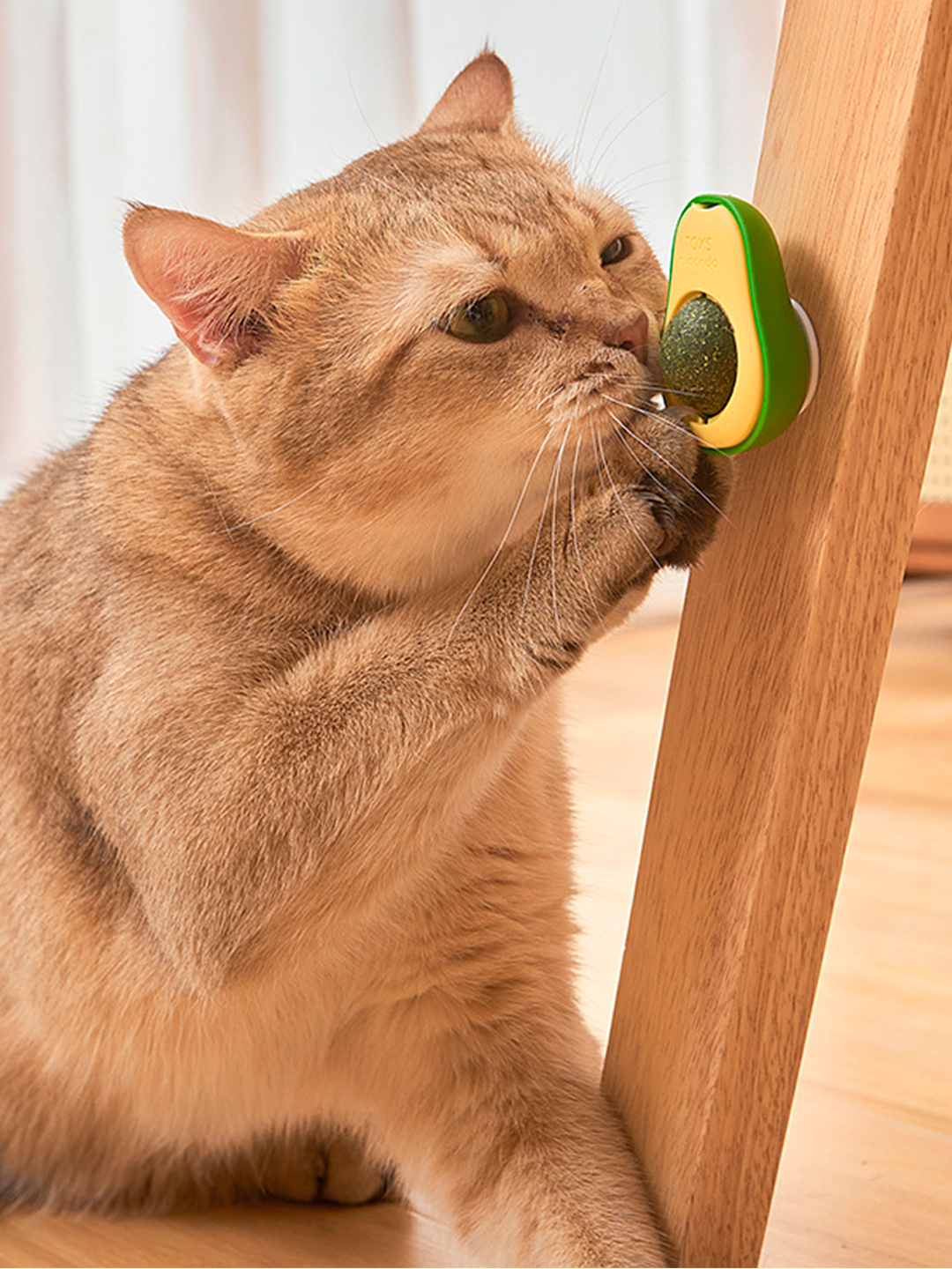 Porno yulduz Katya Zharkova