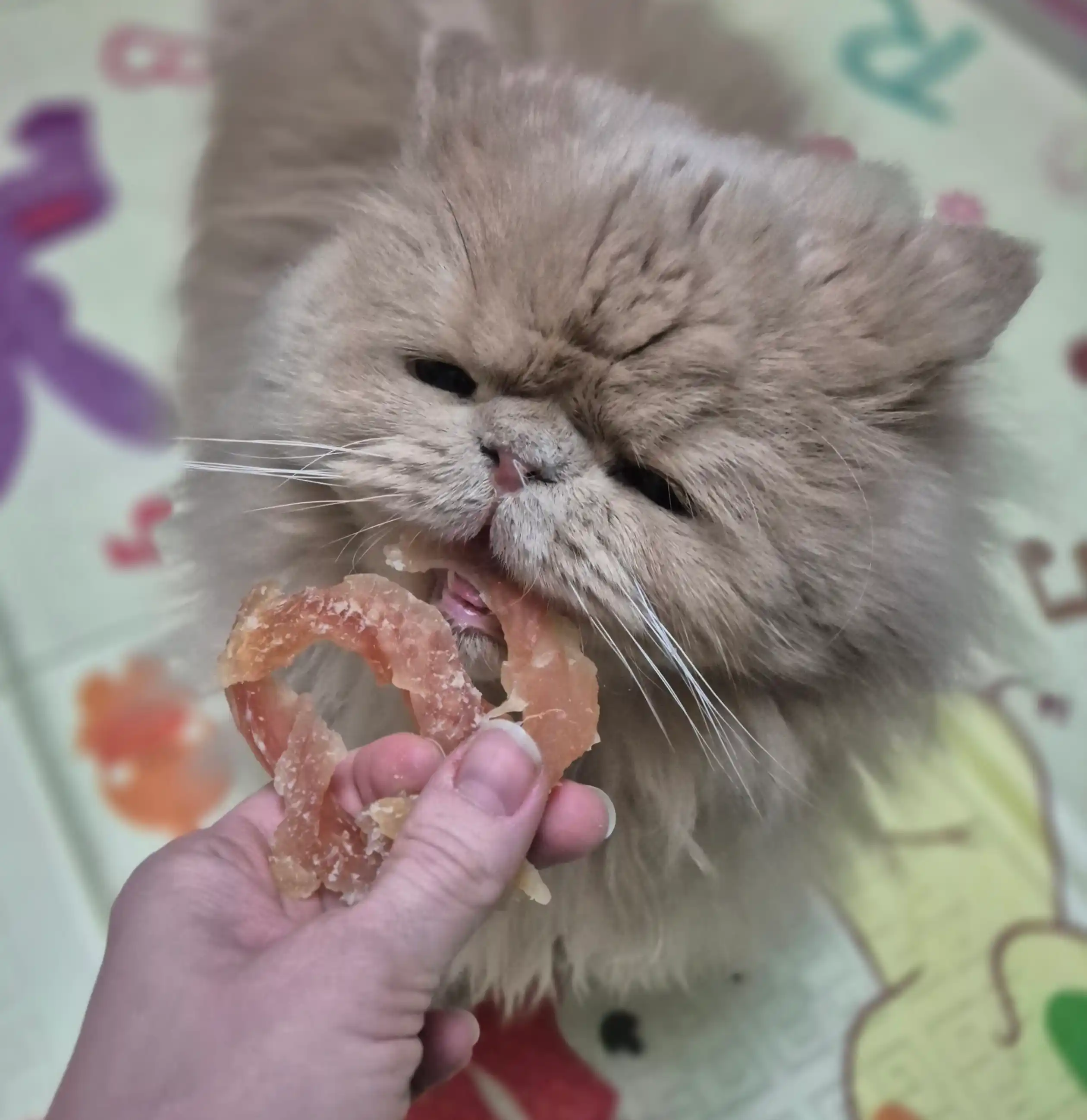 Мясные кольца для собак из мяса птицы