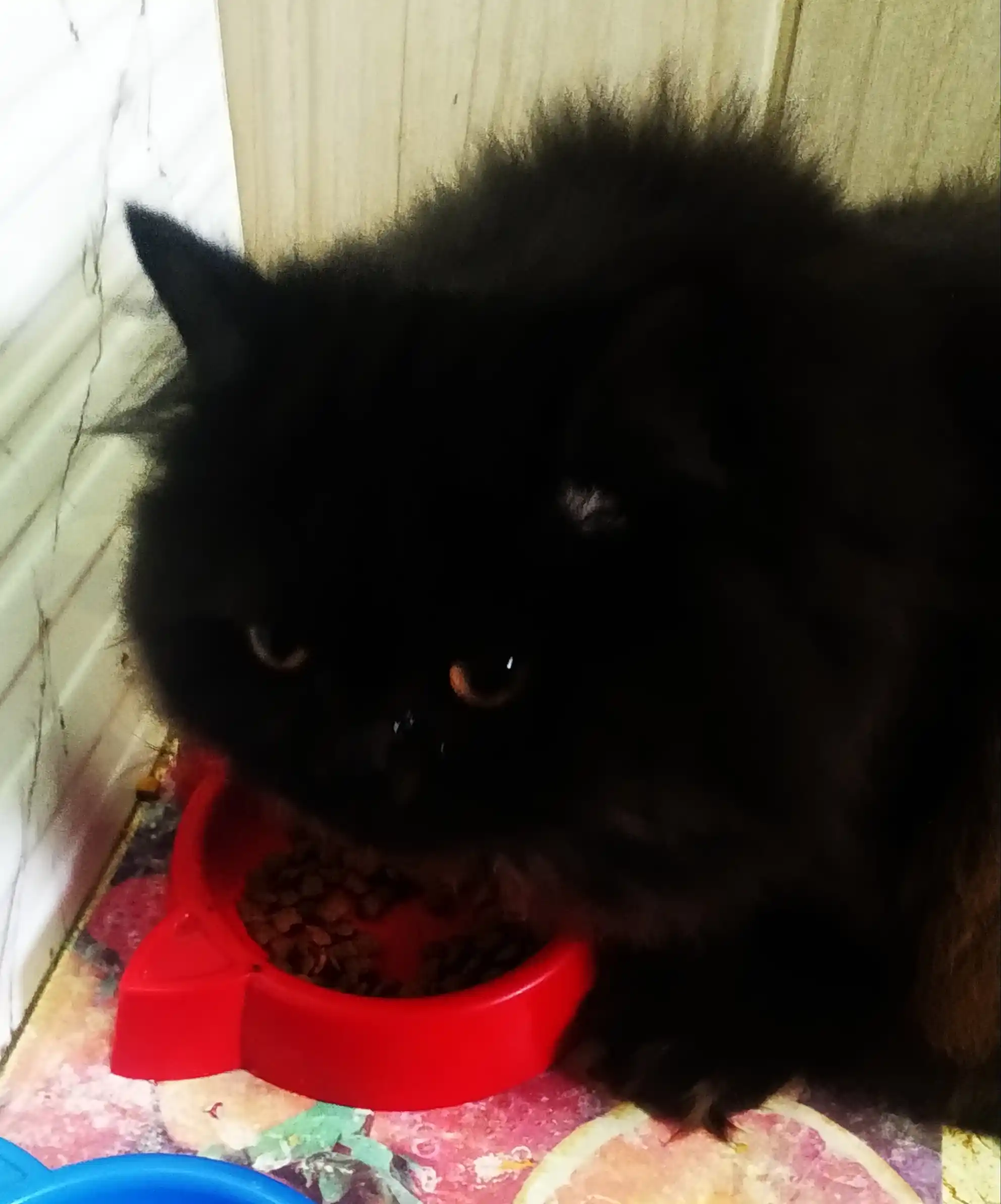 Mito mushuklar uchun quruq yem, tovuq go‘shti bilan, 1 kg