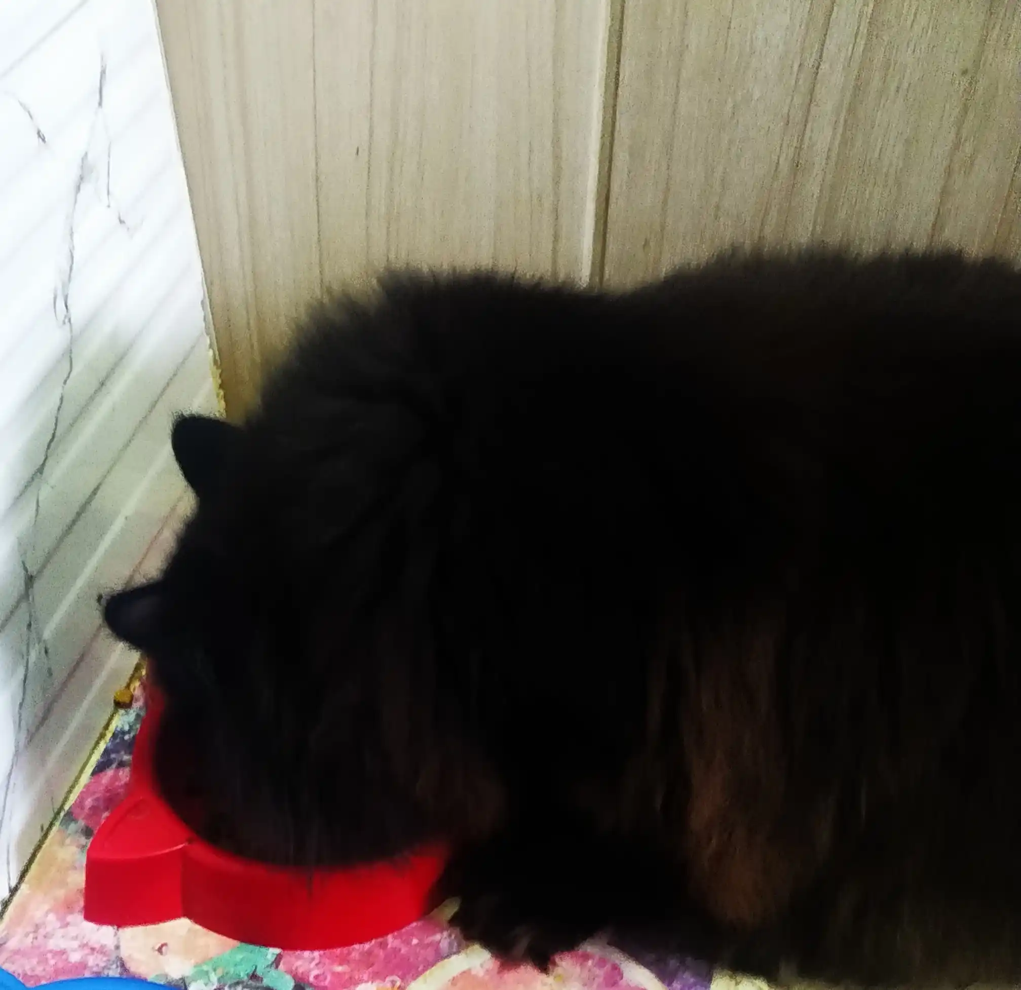 Mito mushuklar uchun quruq yem, tovuq go‘shti bilan, 1 kg