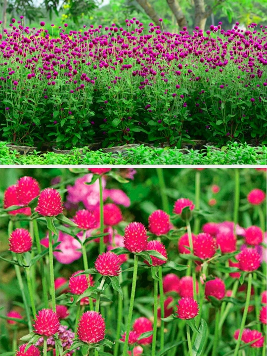 Gul urug'lari, 20, 10, 5, 3 g