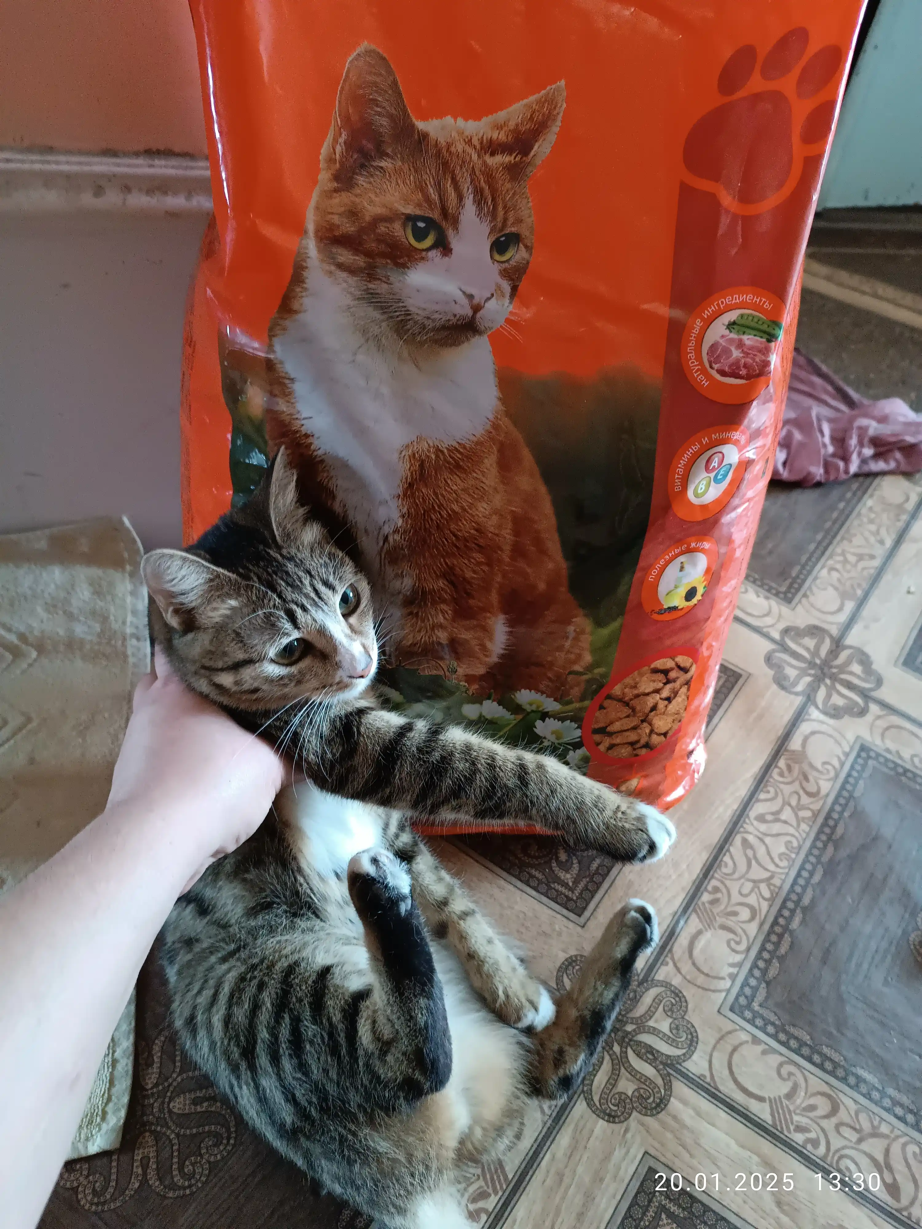 ProXвост mushuklar uchun quruq yem, mol go'shti 10 kg