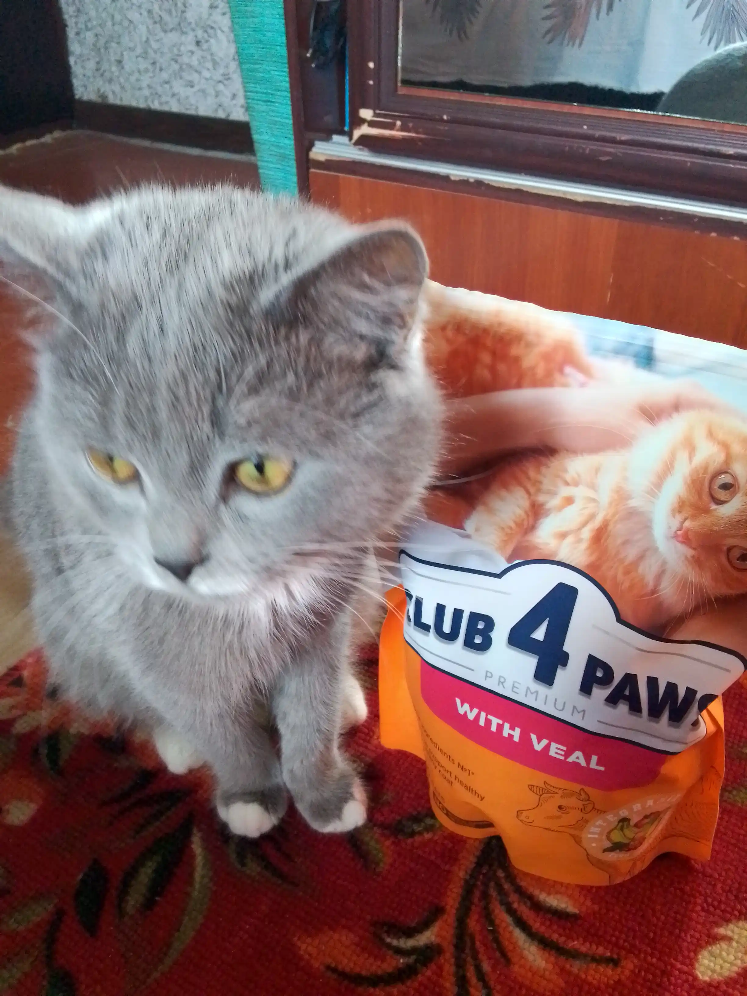 Club 4 Paws сухой корм для кошек, с говядиной, 900 г