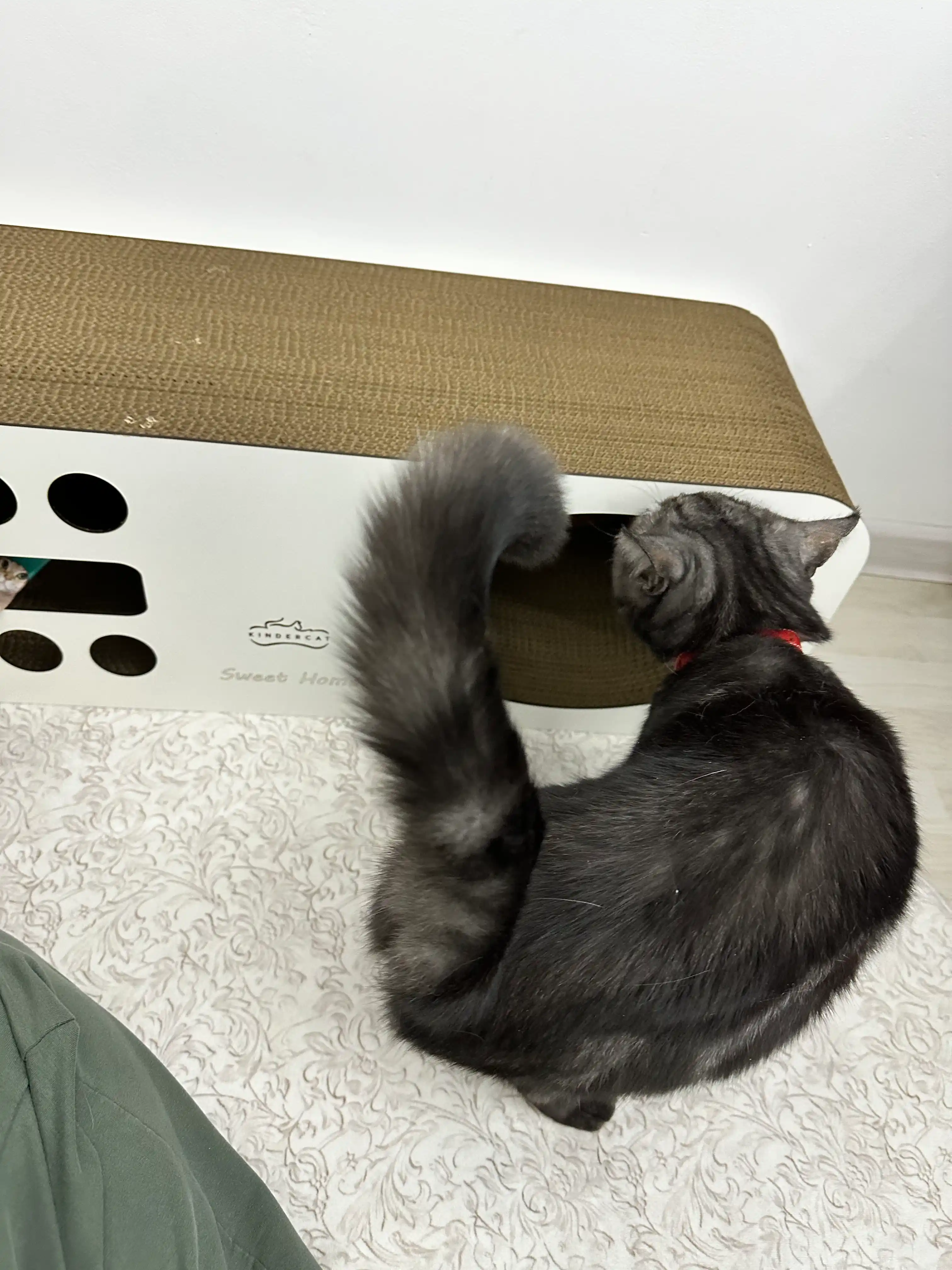 Mushuklar va mushukchalar uchun 3x1 karton tirnoqcha, Home KinderCat