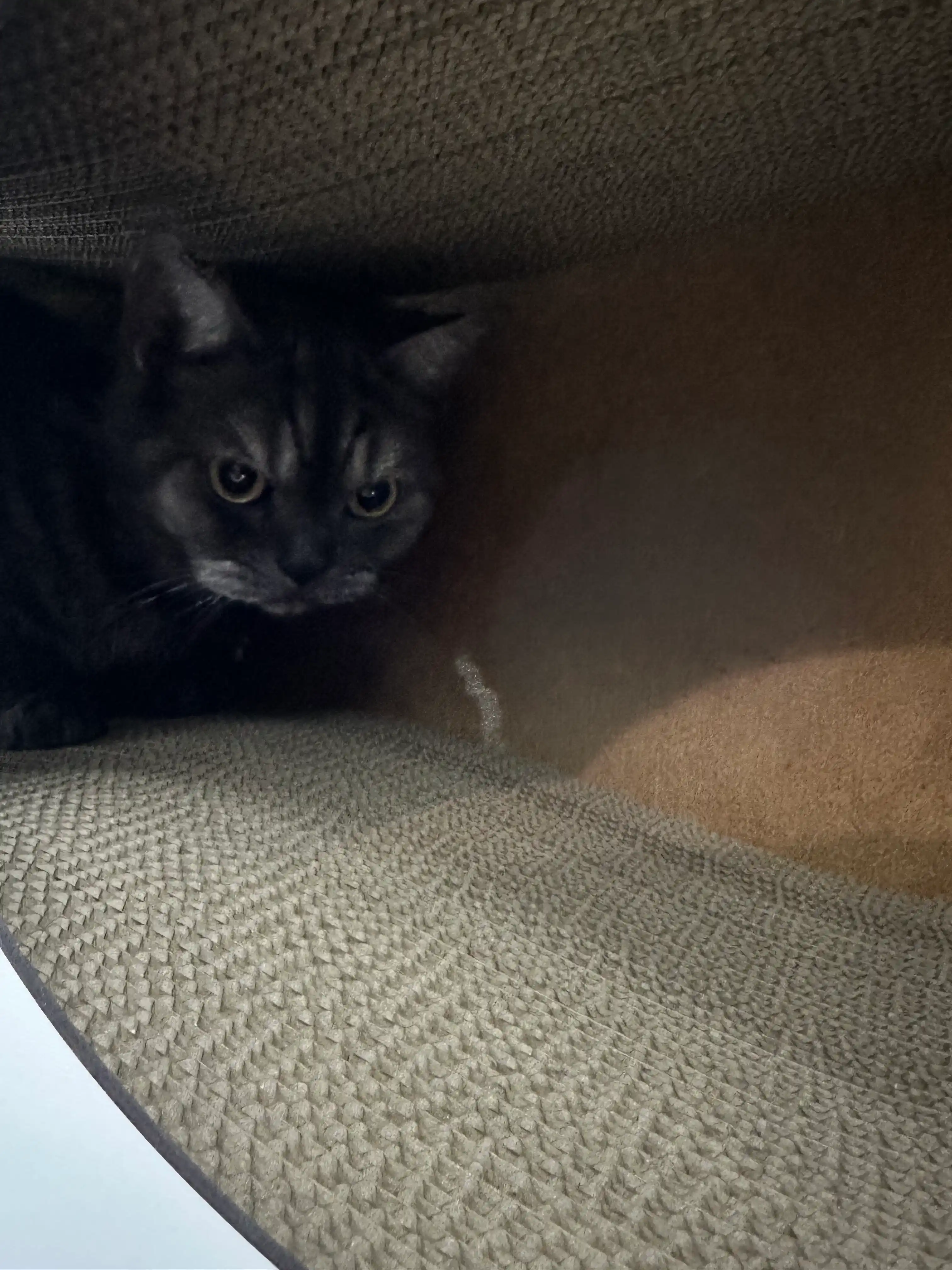 Mushuklar va mushukchalar uchun 3x1 karton tirnoqcha, Home KinderCat