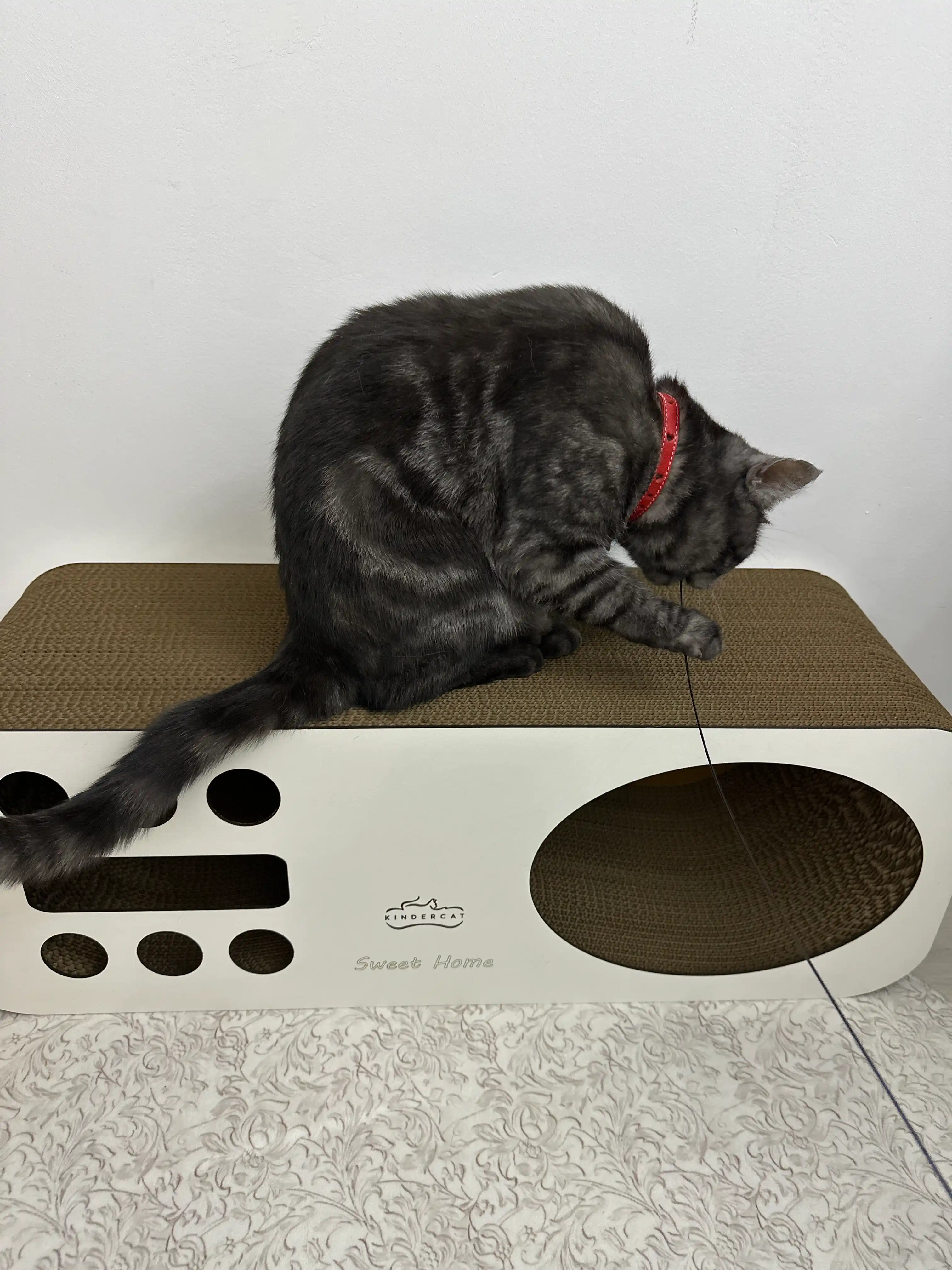 Mushuklar va mushukchalar uchun 3x1 karton tirnoqcha, Home KinderCat