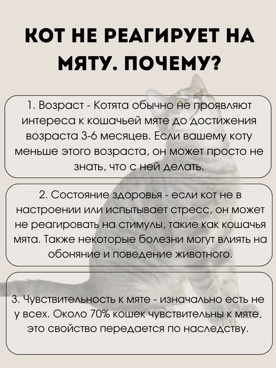Игрушка для кошек с лакомством кошачьей мятой, шарик, лизун