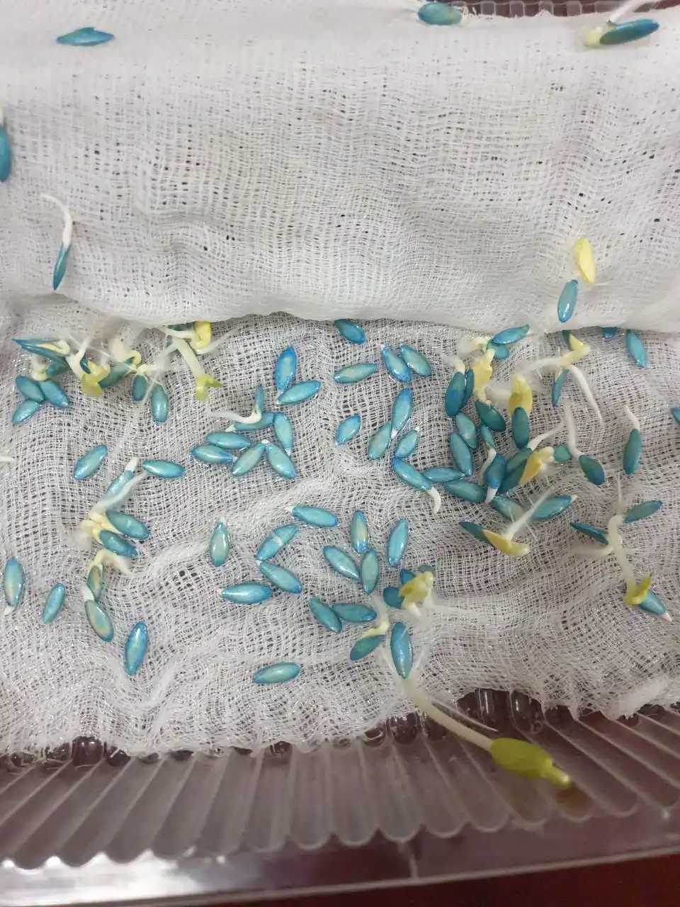 Семена овощей для дома Seeds