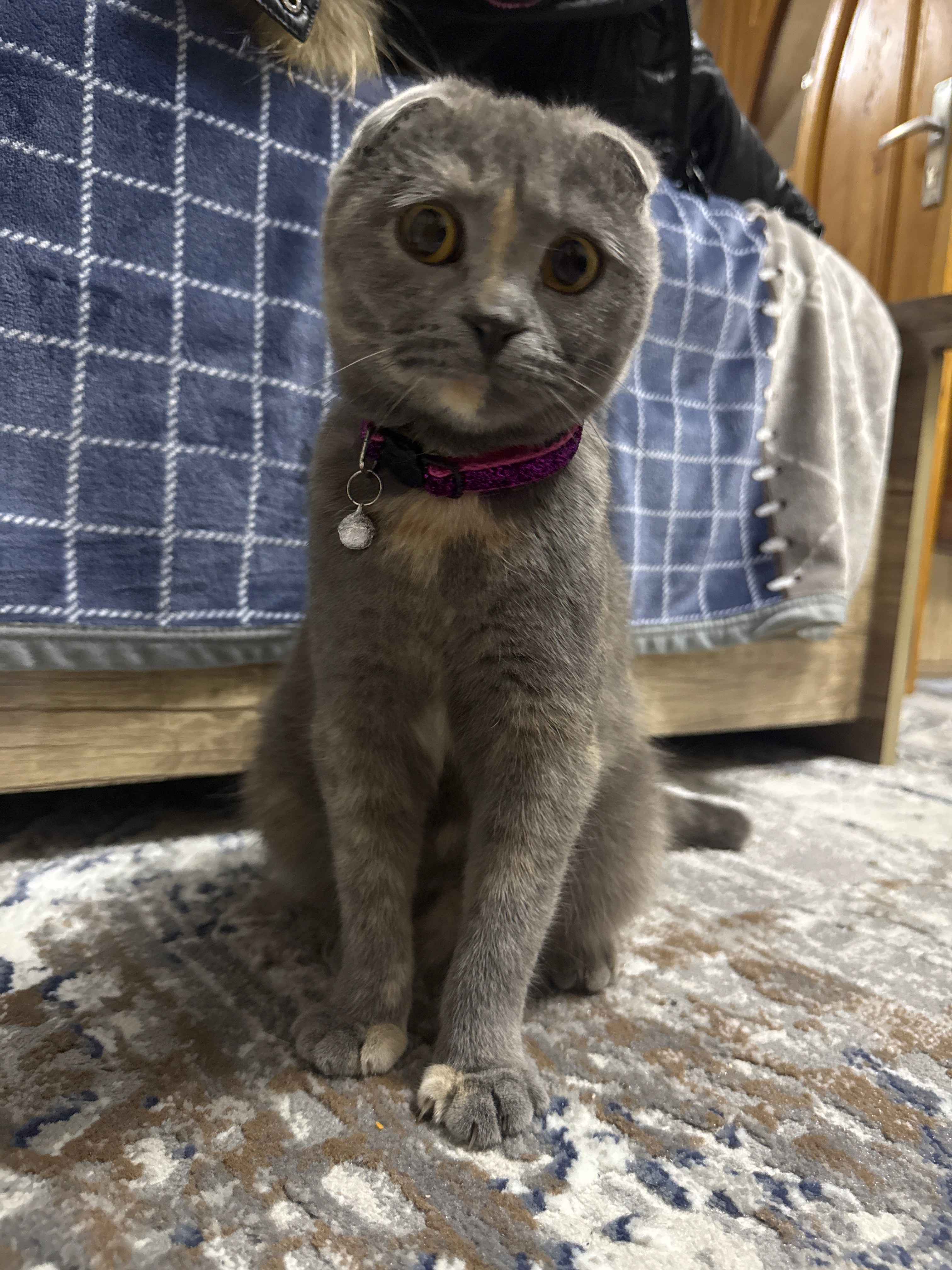 Jinsiy organlarga jinsiy zoravonlik video