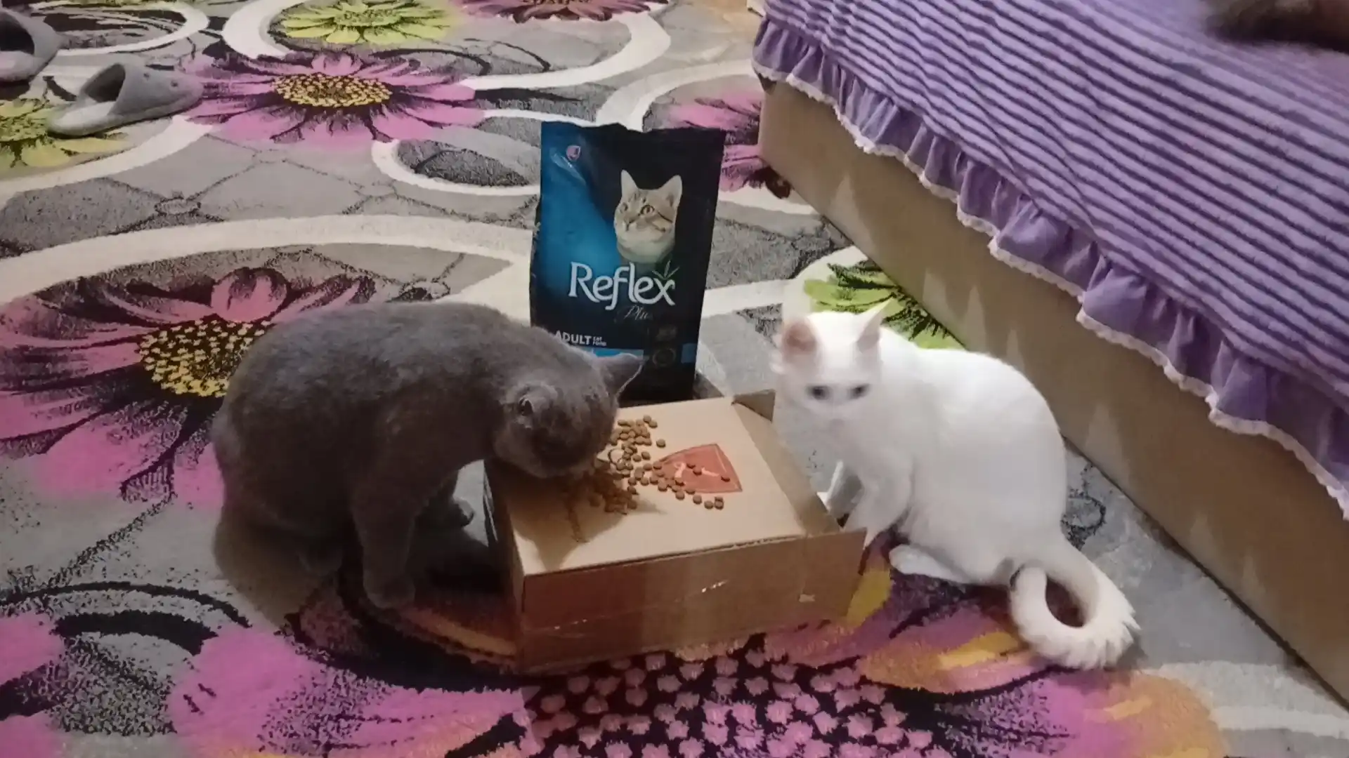 Reflex Plus Sterilised Salmon, mushuklar uchun lososli quritilgan ovqat, 1.5 kg