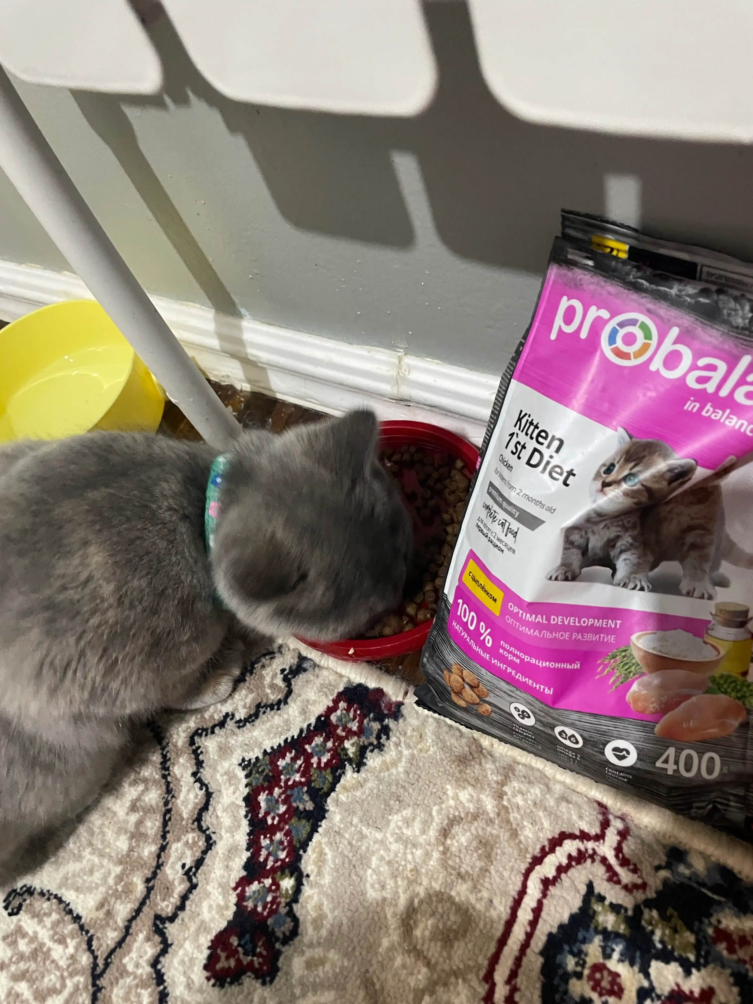 ProXвост mushuklar uchun quruq yem mol go'shti, 350 gr