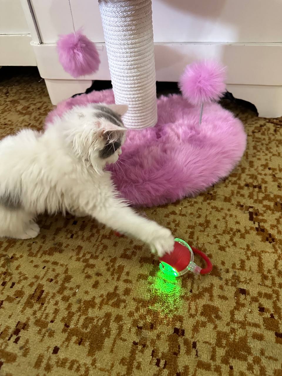 Умный самокатящийся кошачий шар
