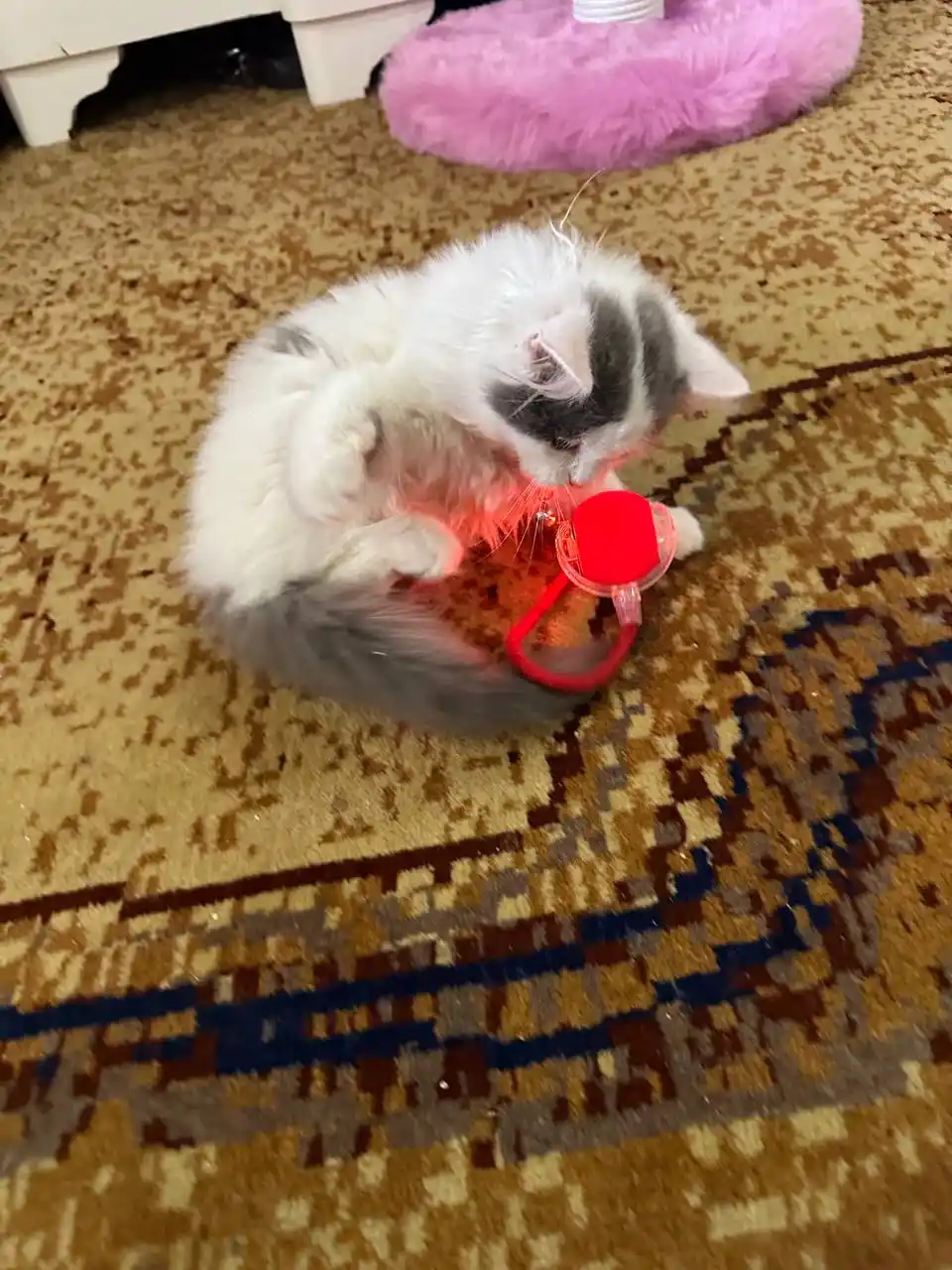 Умный самокатящийся кошачий шар