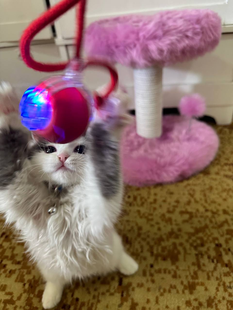 Умный самокатящийся кошачий шар