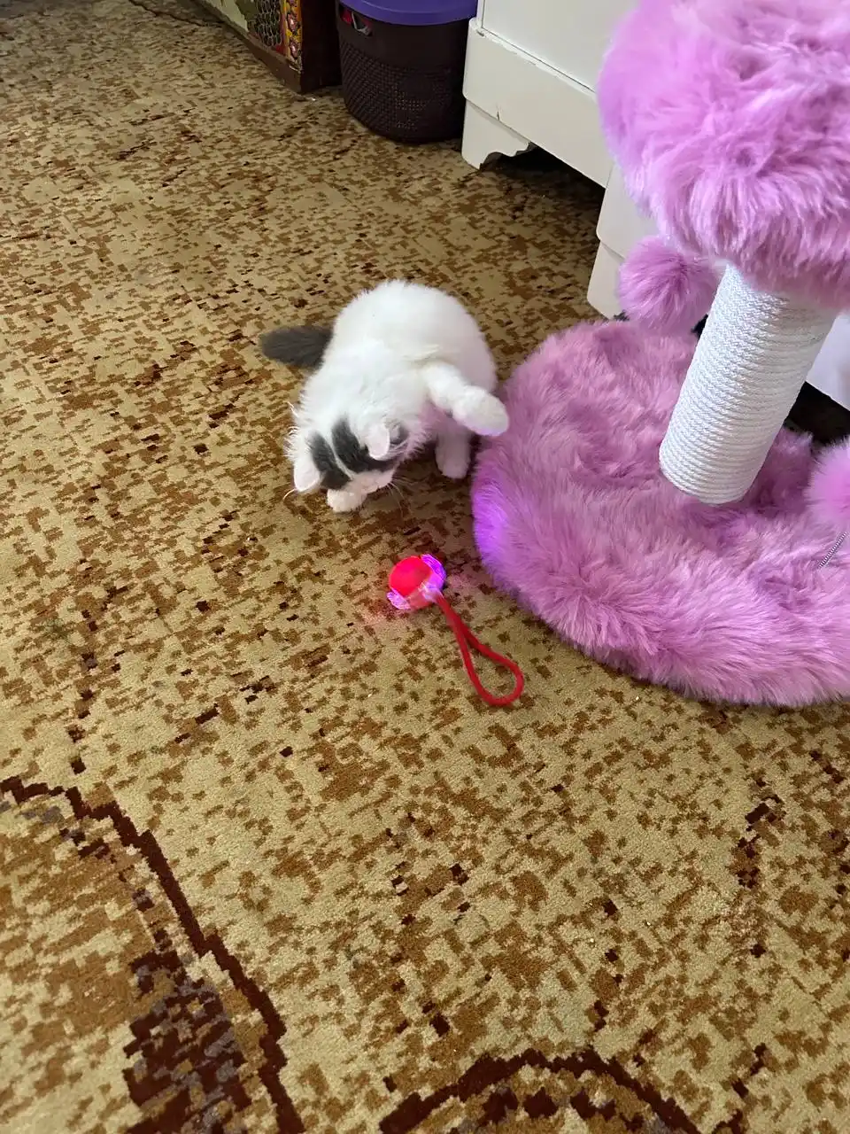Умный самокатящийся кошачий шар