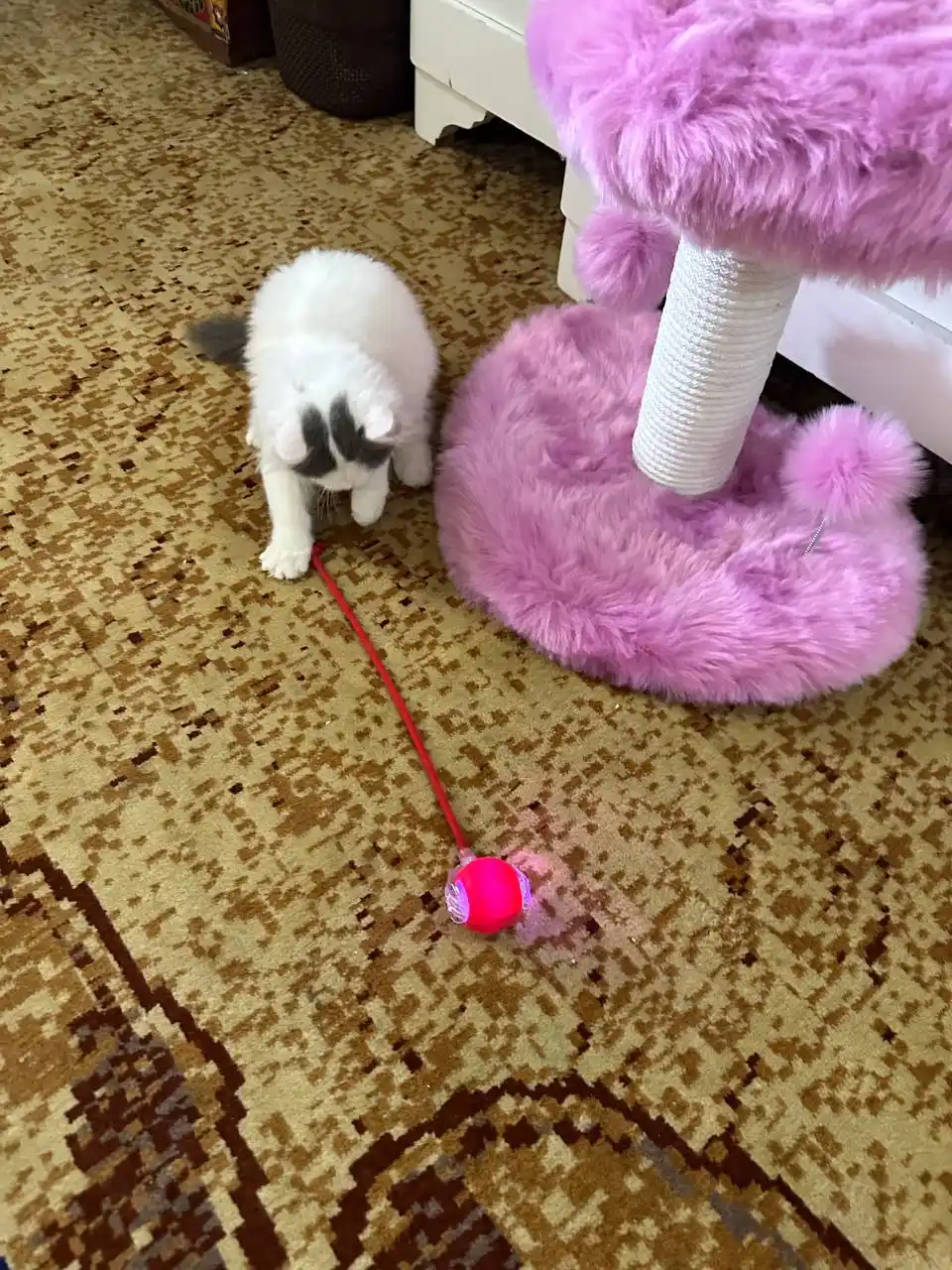 Умный самокатящийся кошачий шар