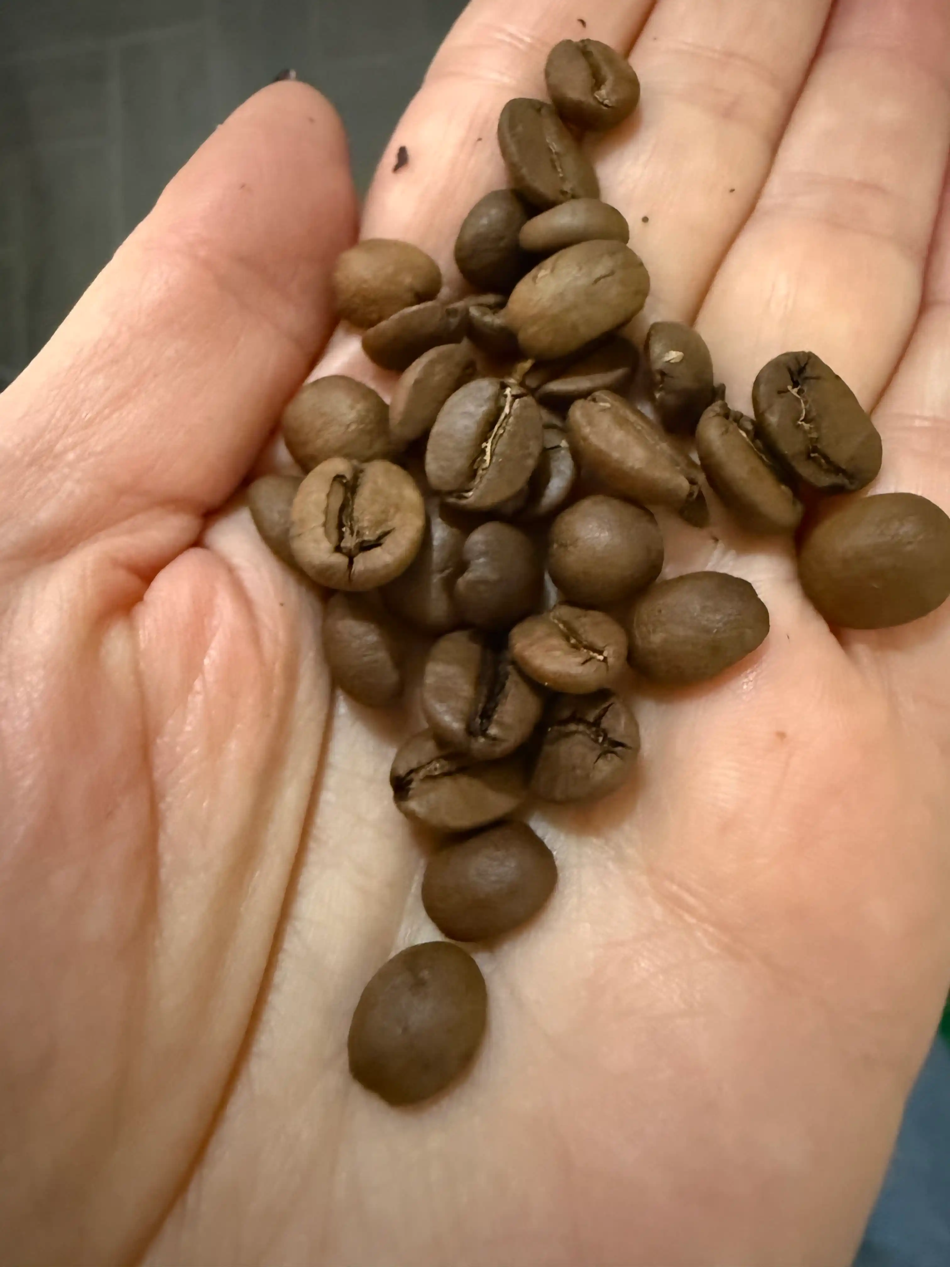 Кофе в зёрнах Barista Geo Brazil "Эспрессо Бразилия", 1000 г
