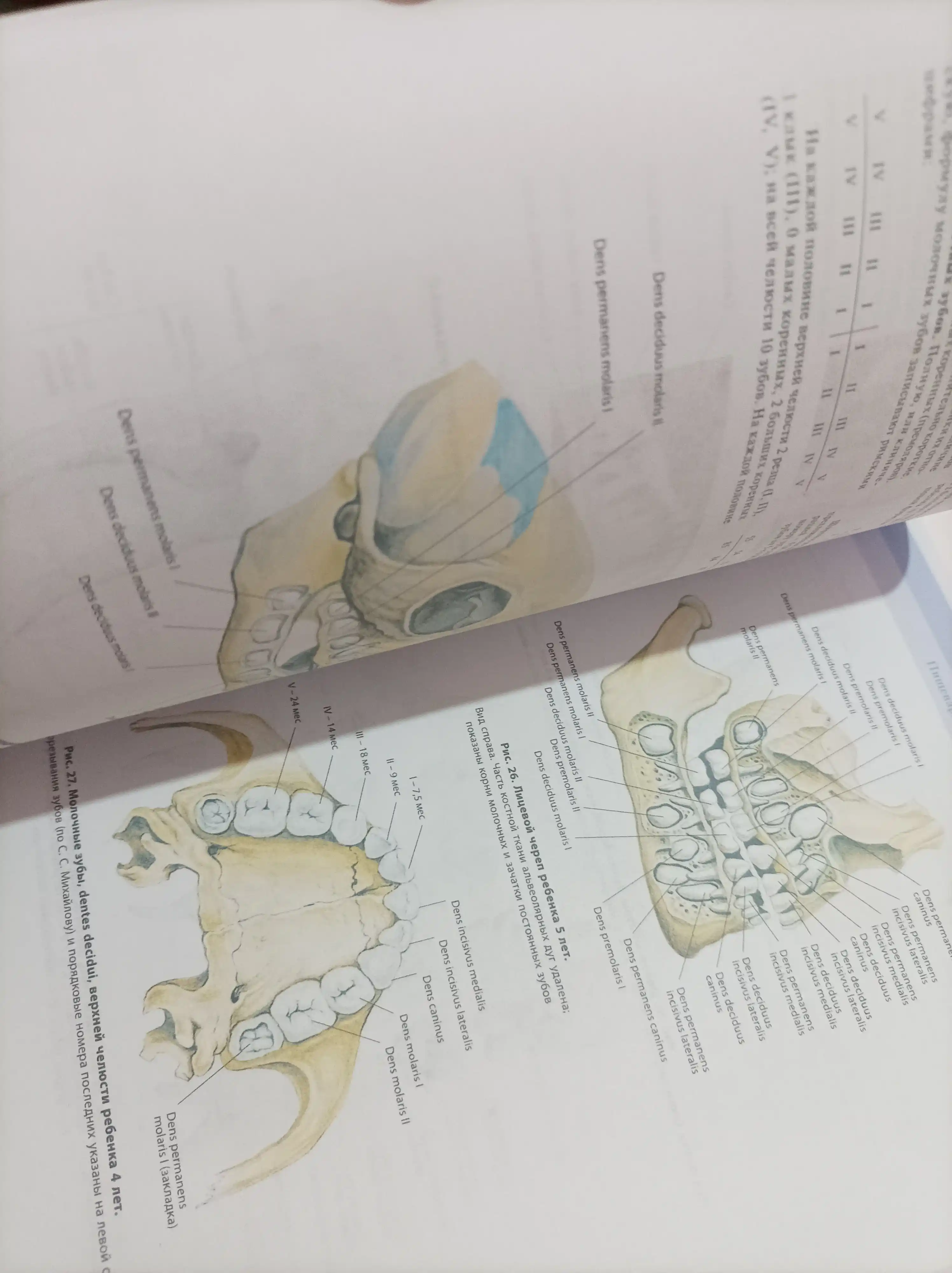 Atlas anatomii cheloveka. Sinel'nikov. Tom 2