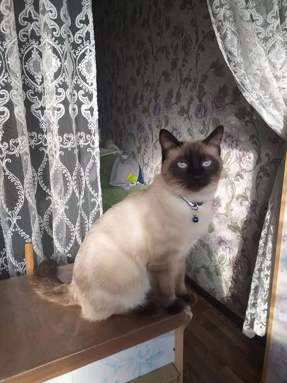 Felix Sensations mushuklar uchun nam yem, pomidor sousidagi treska, 75 gr 26 dona