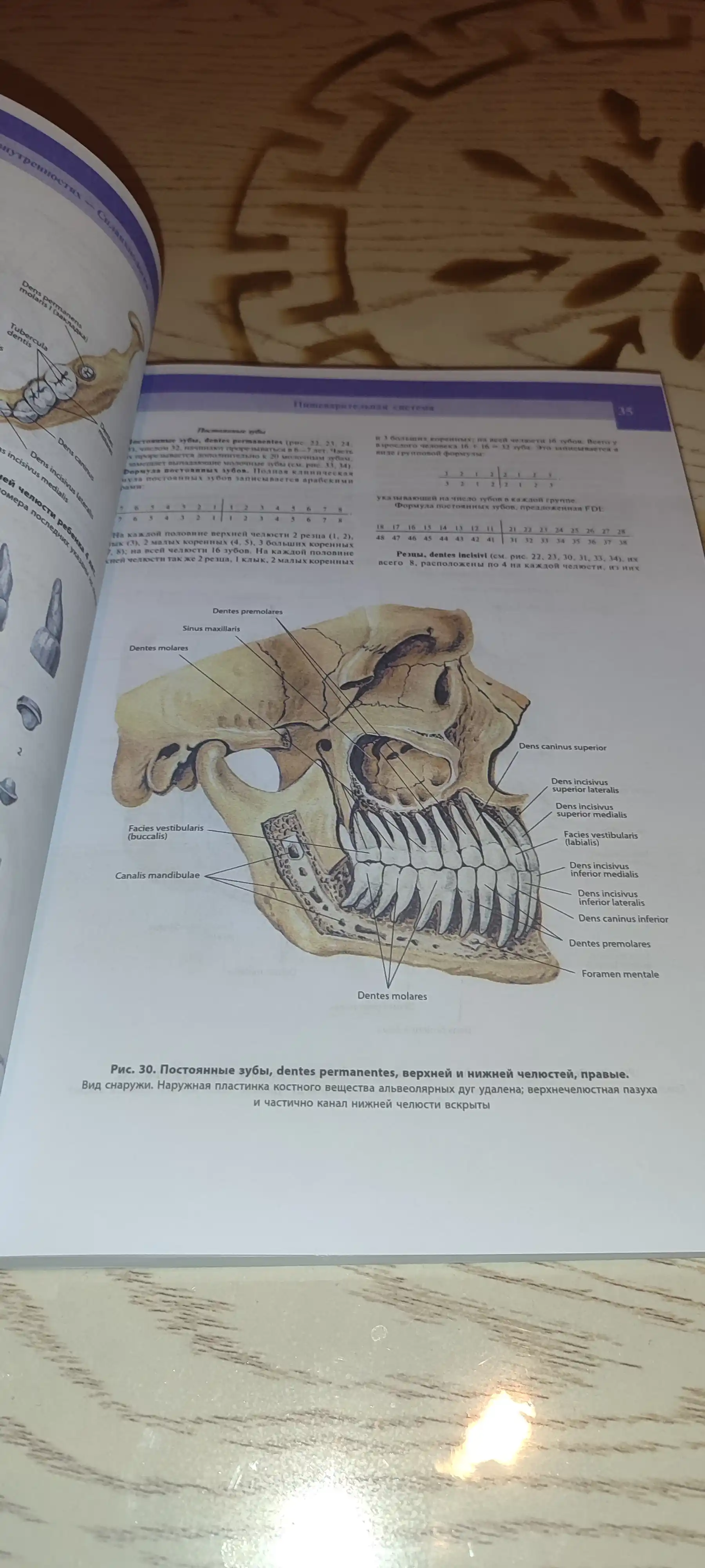 Atlas anatomii cheloveka. Sinel'nikov. Tom 2