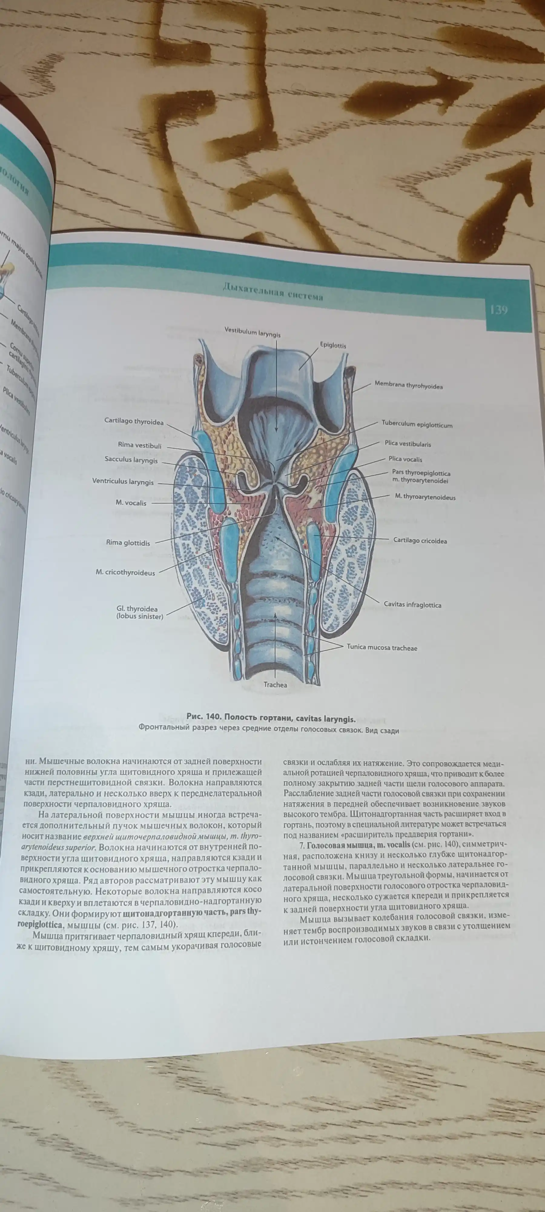 Atlas anatomii cheloveka. Sinel'nikov. Tom 2