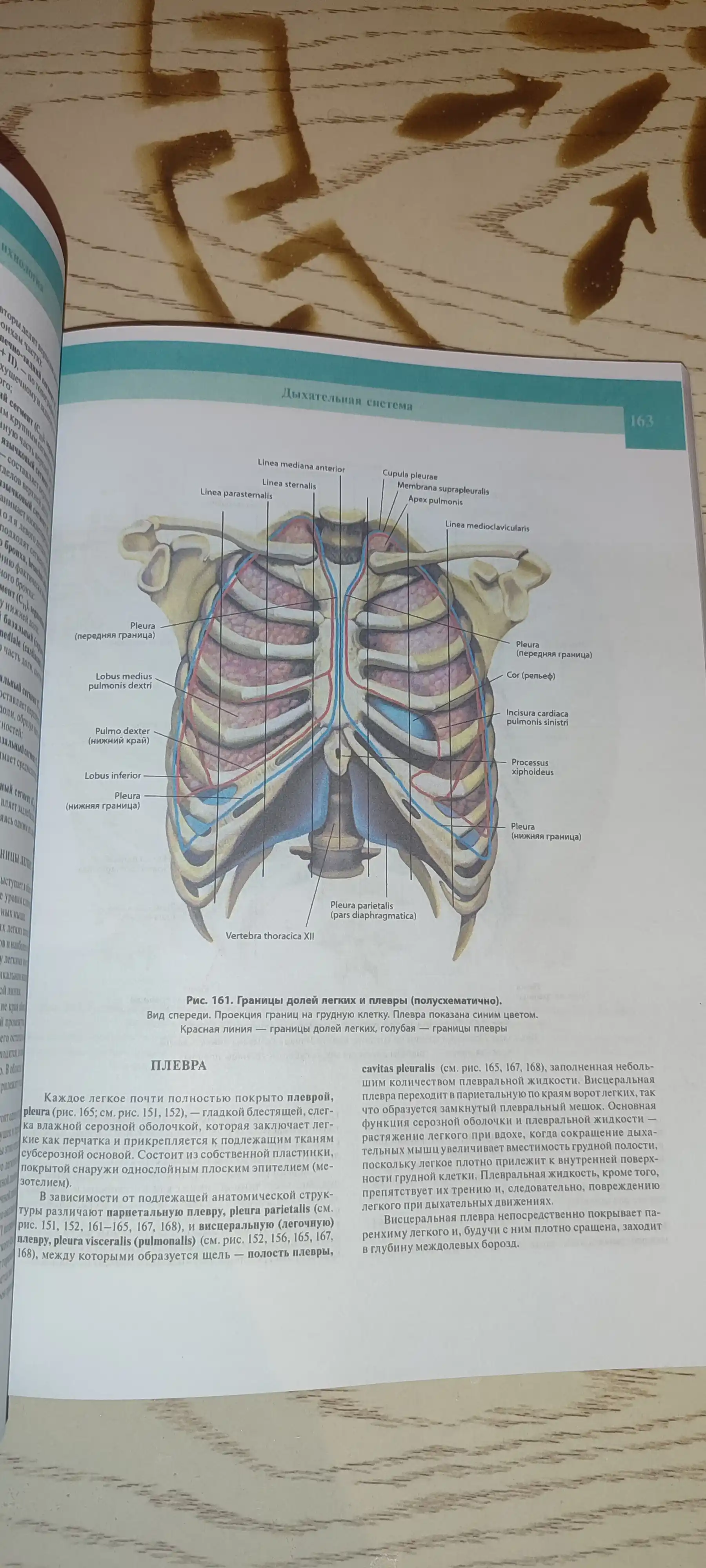 Atlas anatomii cheloveka. Sinel'nikov. Tom 2