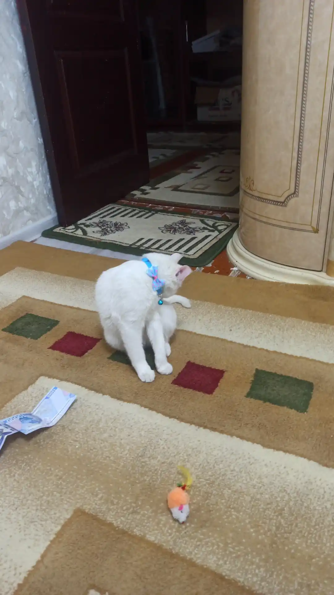Ошейник для кошек и щенков