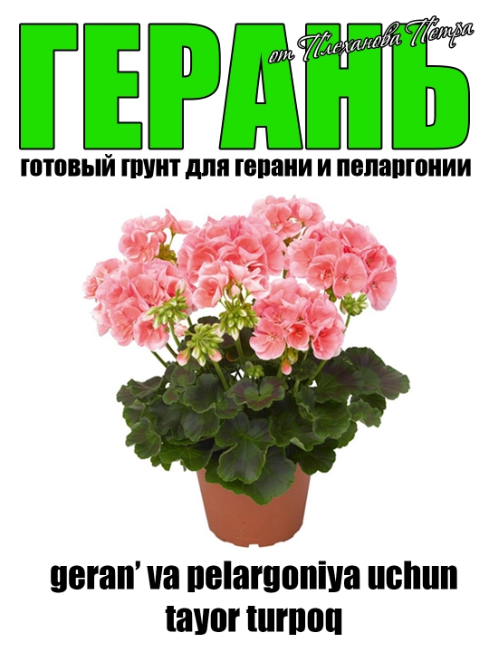 Geran - geran' va pelargoniyalar uchun Pyotr Plexanovdan tayor grunt bog' va uy gullari