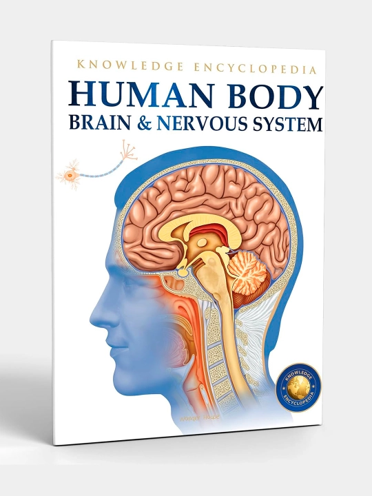 Knowledge Encyclopedia For Children. Human Body