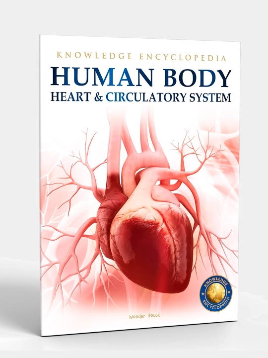 Knowledge Encyclopedia For Children. Human Body