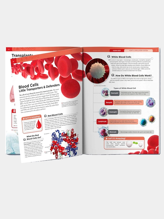 Knowledge Encyclopedia For Children. Human Body
