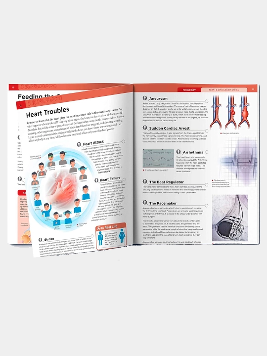 Knowledge Encyclopedia For Children. Human Body