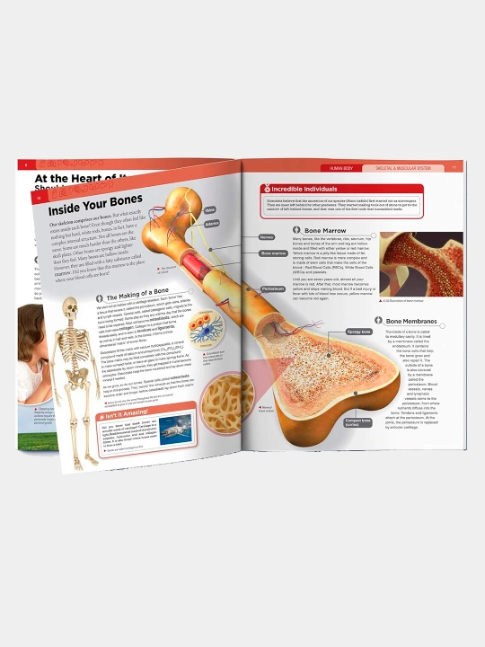 Knowledge Encyclopedia For Children. Human Body