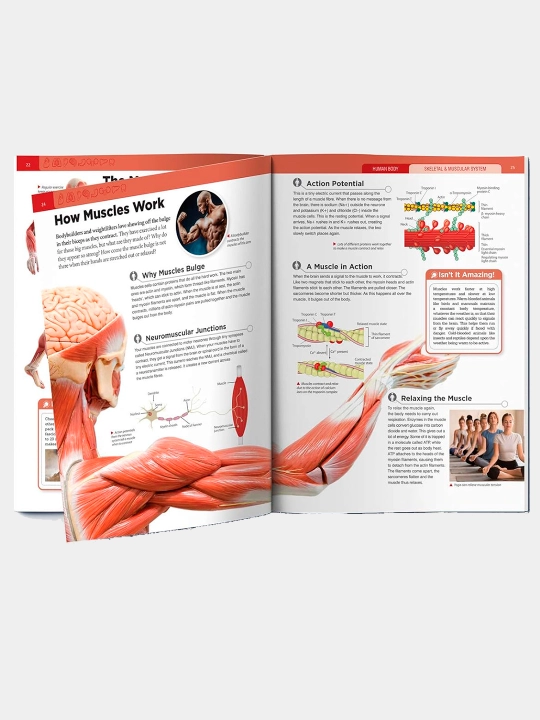 Knowledge Encyclopedia For Children. Human Body