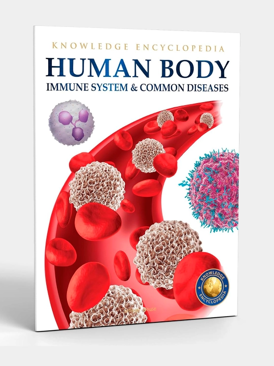 Knowledge Encyclopedia For Children. Human Body