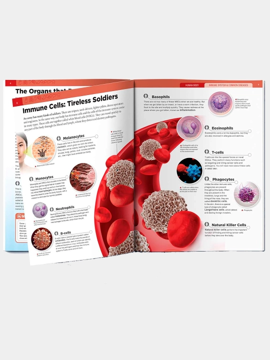 Knowledge Encyclopedia For Children. Human Body