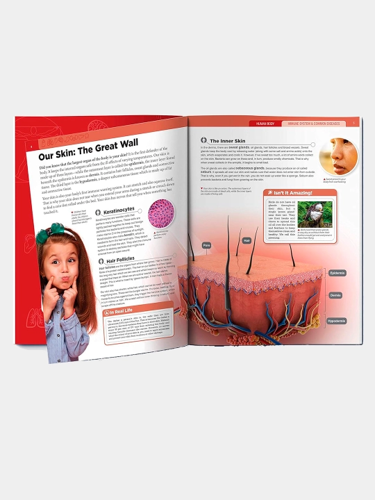 Knowledge Encyclopedia For Children. Human Body